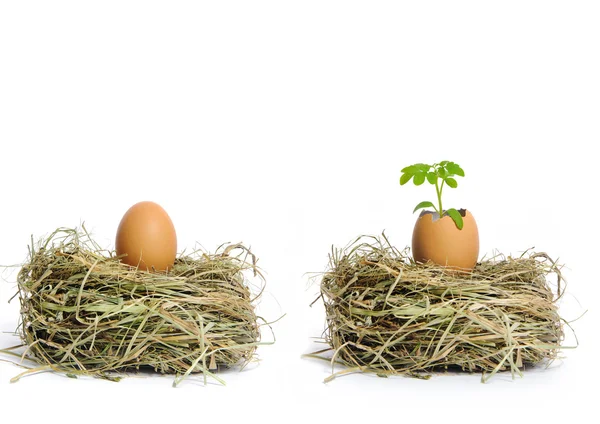 Dos nidos de heno con huevos Imagen de stock