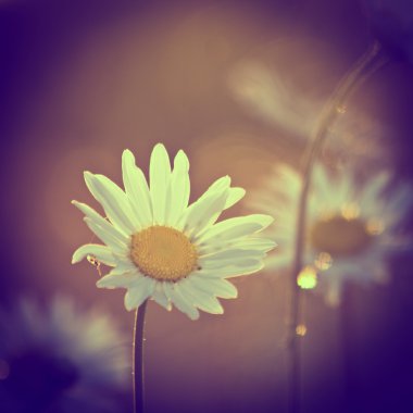 bitkiler ve çiçekler antika arka plan üzerinde