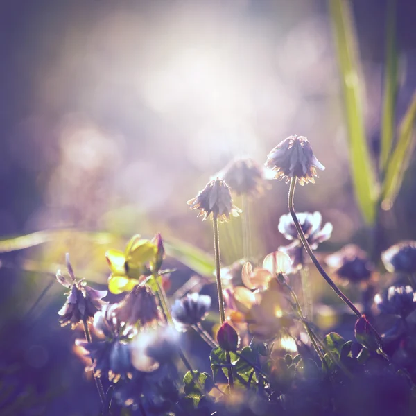 Fondo de flores vintage — Foto de Stock