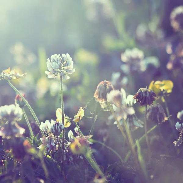 Weinlese Blumen Hintergrund — Stockfoto