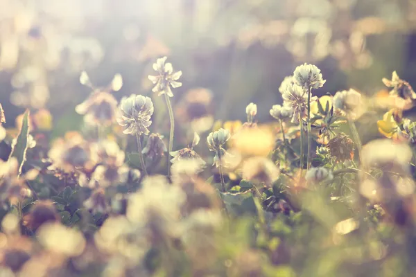 Weinlese Blumen Hintergrund — Stockfoto