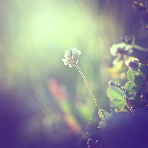 Vintage blommor bakgrund — Stockfoto