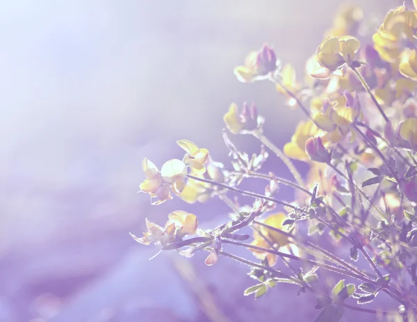 Piante e fiori su sfondo vintage — Foto Stock