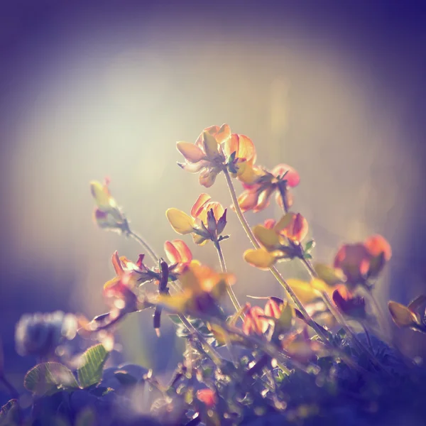 Växter och blommor på vintage bakgrund — Stockfoto