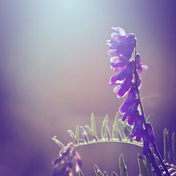 Piante e fiori su sfondo vintage — Foto Stock