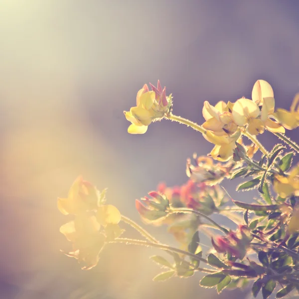 Растения и цветы на винтажном фоне — стоковое фото