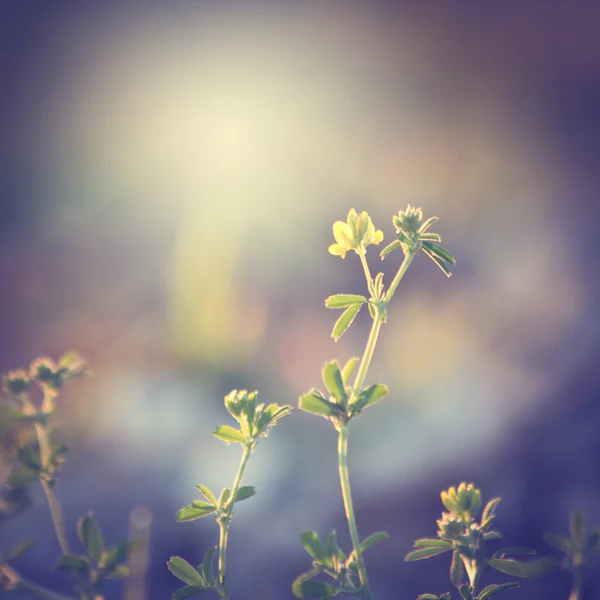 Plants and flowers on vintage background — Stock Photo, Image