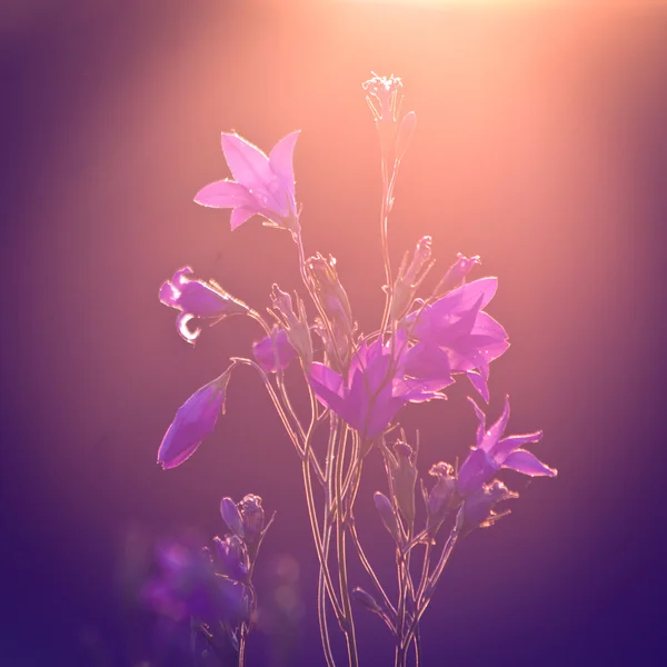 Plantas e flores no fundo do vintage — Fotografia de Stock