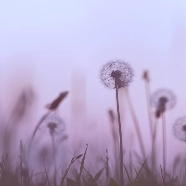 Växter och blommor på vintage bakgrund — Stockfoto