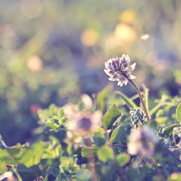 Sanfte Weinlese Blumen Hintergrund Stockfoto