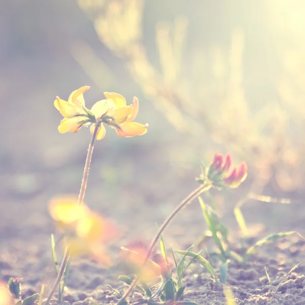 Pflanzen und Blumen auf Vintage-Hintergrund lizenzfreie Stockfotos