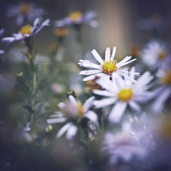 Винтажные цветы фон — стоковое фото