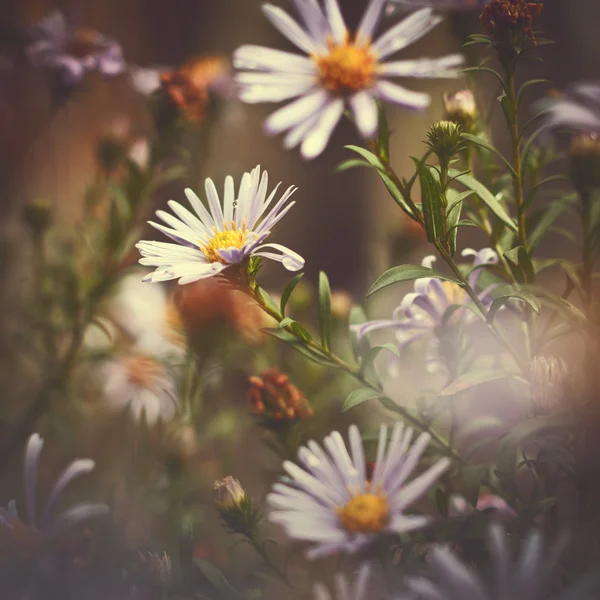Ročník květin pozadí — Stock fotografie