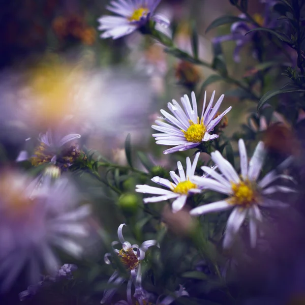 Винтажные цветы фон — стоковое фото