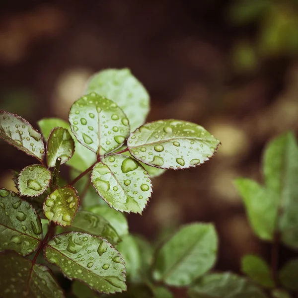 Drops on leaves vintage background — Stock Photo, Image