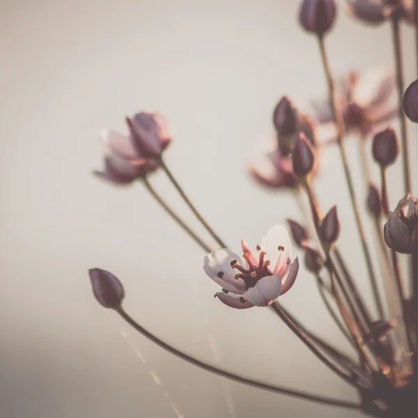 Delicate flowers vintage background — Stock Photo, Image