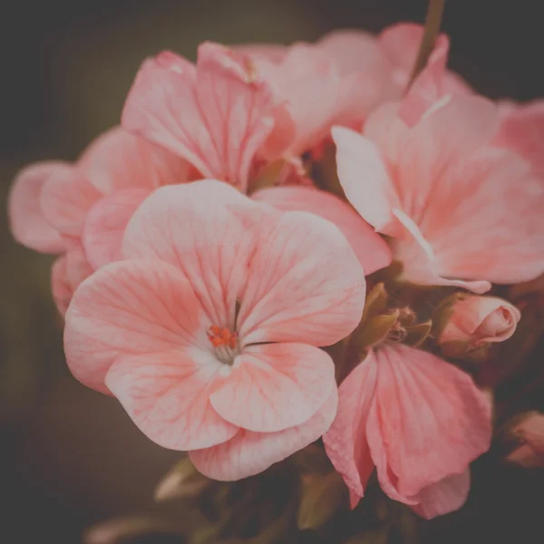 Zarte Blumen Jahrgang Hintergrund Stockfoto