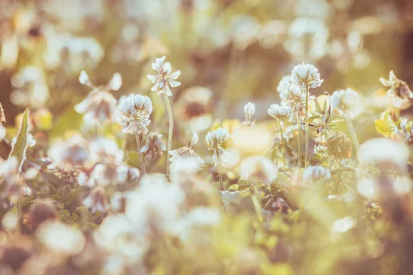 Jemný vintage květin pozadí Stock Snímky