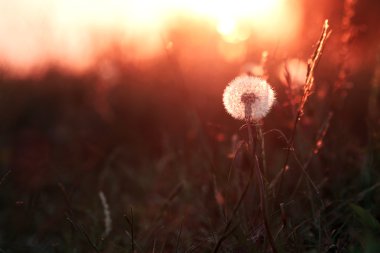 Vintage makro karahindiba