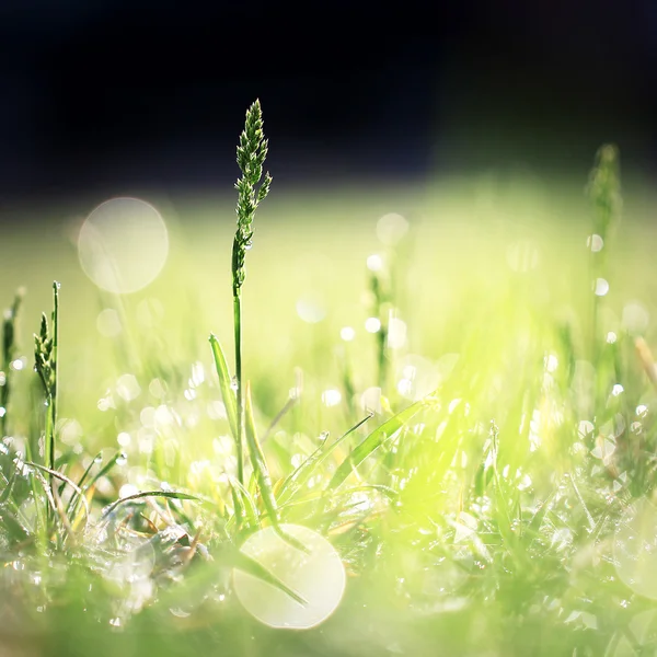 Grama com gotas de orvalho no campo verde de manhã — Fotografia de Stock