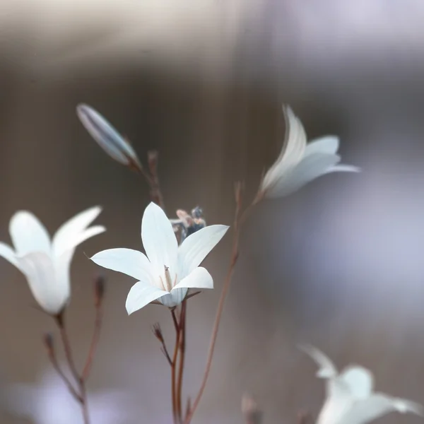 Fond de fleurs sauvages — Photo
