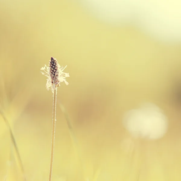 Vintage Natur Hintergrund mit Wildblume lizenzfreie Stockbilder