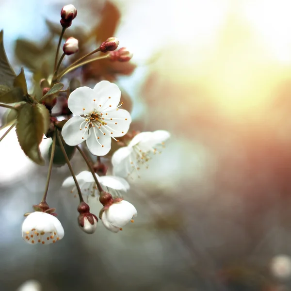 Jarní květiny při východu slunce Royalty Free Stock Obrázky