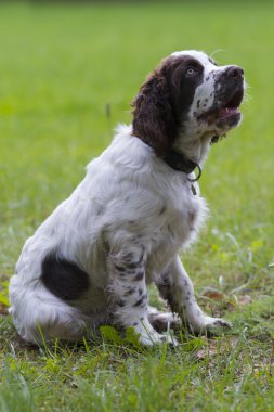 İngiliz sıçramak İspanyol