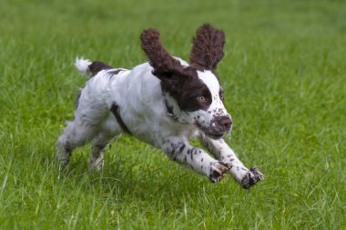 İngiliz sıçramak İspanyol