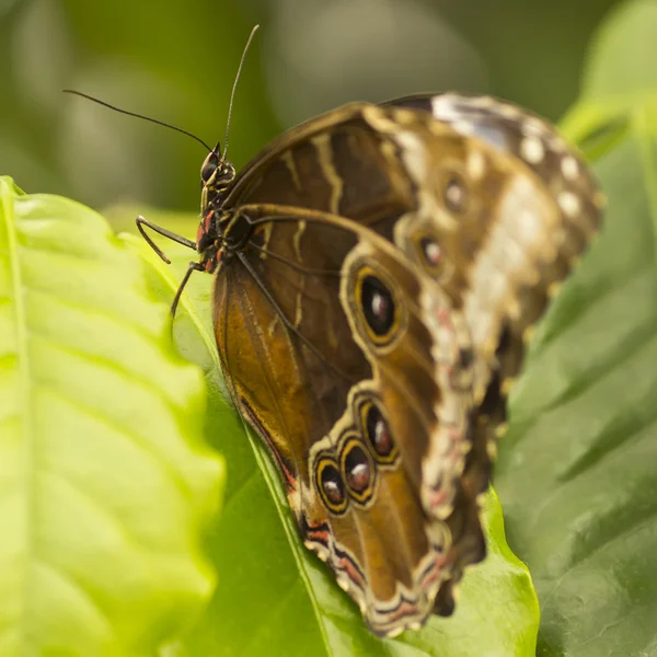 Vlinder — Stockfoto