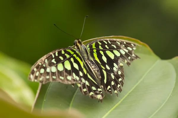 Farfalla — Foto Stock