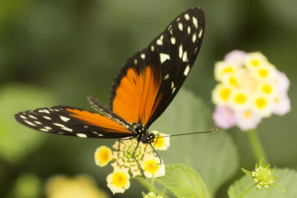 Butterfly — Stock Photo, Image