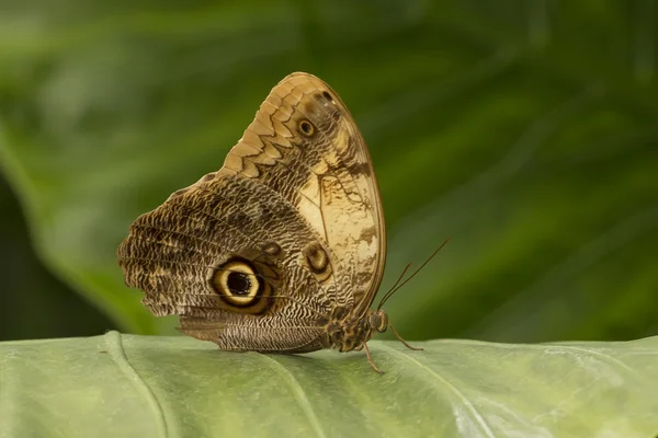 Mariposa. — Foto de Stock