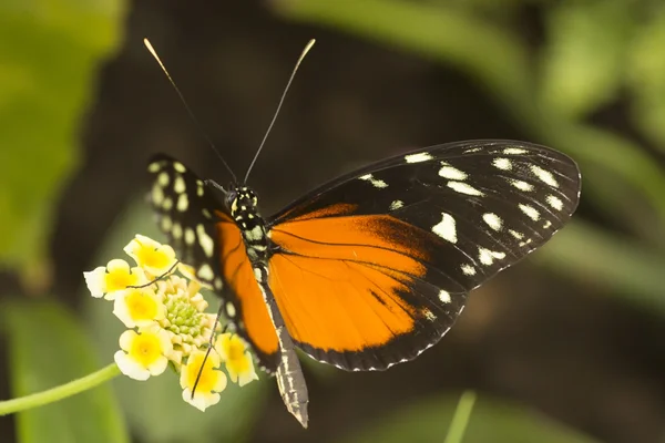 Butterfly — Stock Photo, Image