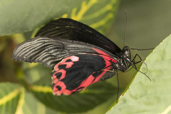 Vlinder — Stockfoto