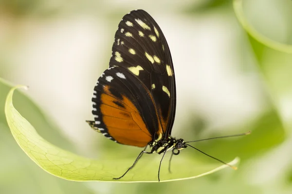 Butterfly — Stock Photo, Image