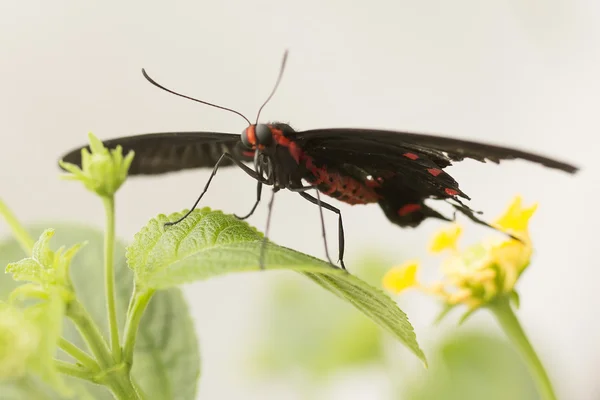 Vlinder — Stockfoto