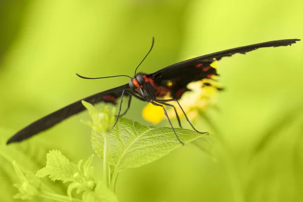 Vlinder — Stockfoto