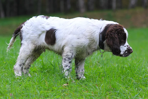 Inglês Springer Spaniel — Fotografia de Stock