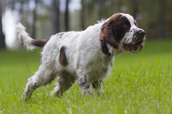 Englischer springer spaniel — Stockfoto