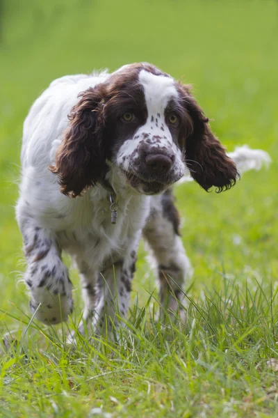 Inglês Springer Spaniel — Fotografia de Stock