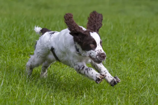 İngiliz sıçramak İspanyol