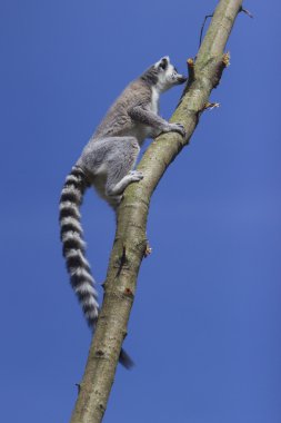 Ring-Tailed Maki