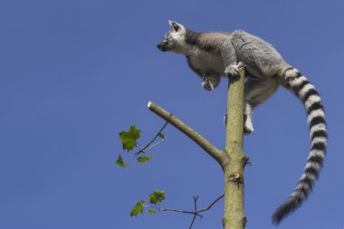 Ring-Tailed Maki