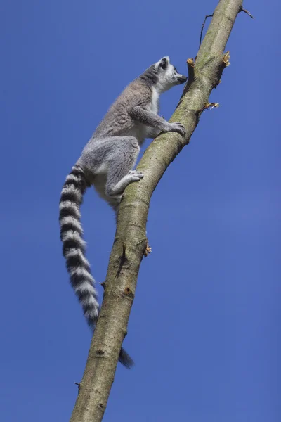 Lemur med ringhale – stockfoto