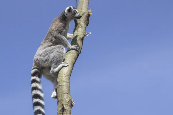 Lemur med ringhale – stockfoto