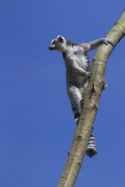 Lemur med ringhale – stockfoto