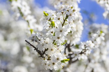 bahar zamanı - çiçekli bir kiraz ağacı dalı