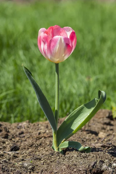 Bir flowerbed içinde Pembe Laleler — Stok fotoğraf