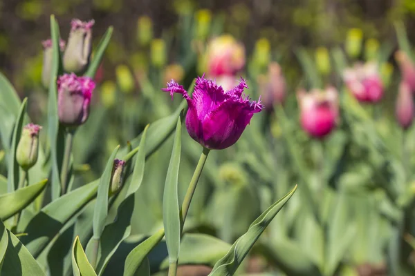 Růžové tulipány v květinovém záhonu — Stock fotografie
